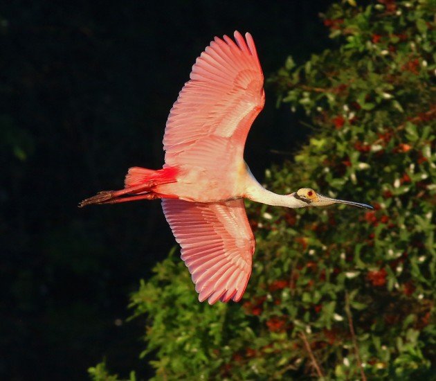 Roseate Spoonbill flying