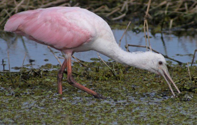 Roseate Spoonbill foraging