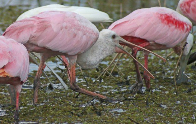 Roseate Spoonbill tossing food into its mouth