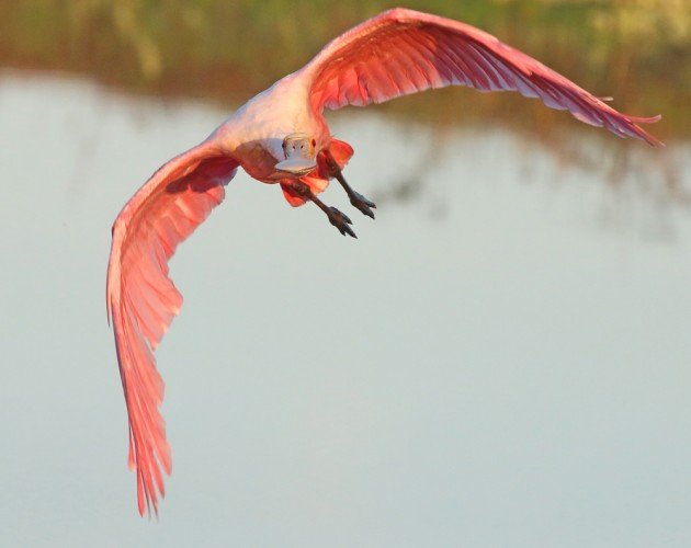 Roseate Spoonbill