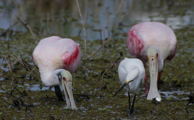 Roseate Spoonbills feeding with Snowy Egret