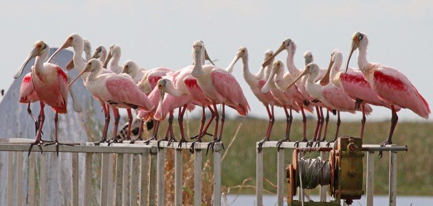 Roseate Spoonbills flock