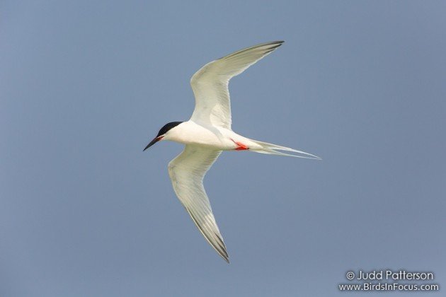 Roseate Tern