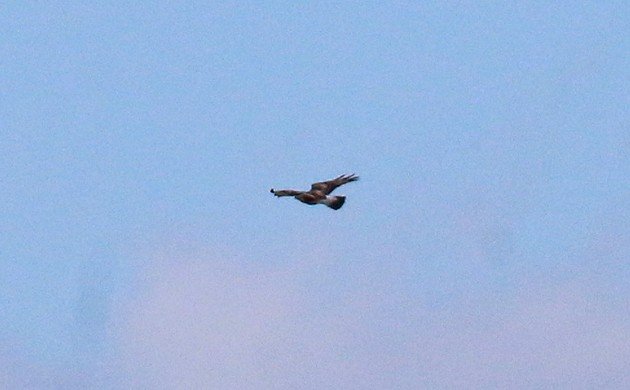 Rough-legged Hawk