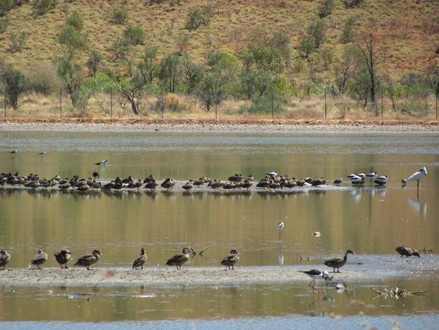 Royal Spoonbill & ducks