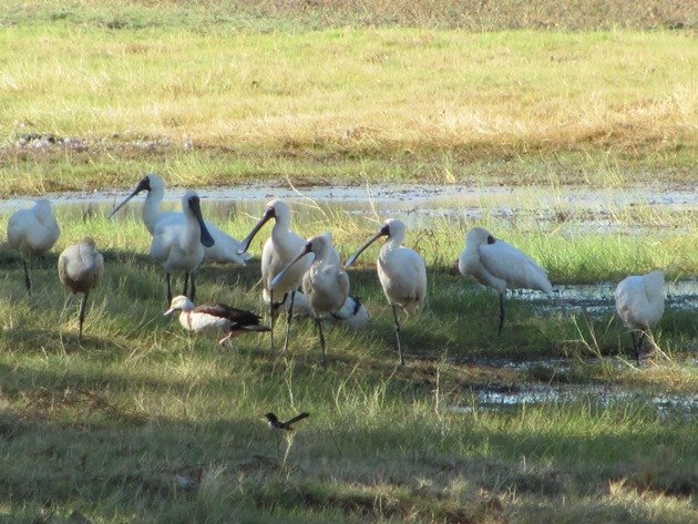 Royal Spoonbill,Radjah Shelduck and Willie Wagtail