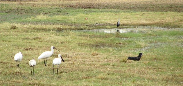 Royal Spoonbill,Red-tailed Black Cockatoo and White-necked Heron