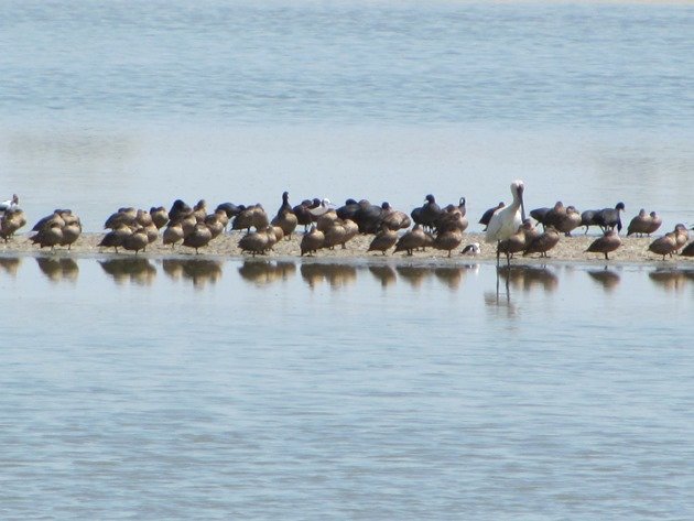 Royal Spoonbill,ducks & coots