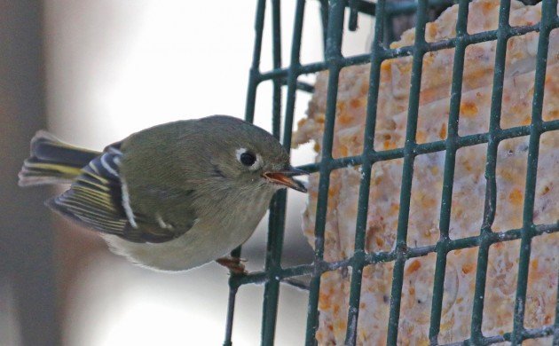 Ruby-crowned Kinglet