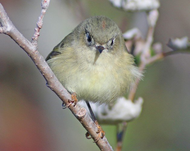 Ruby-crowned Kinglet in fall