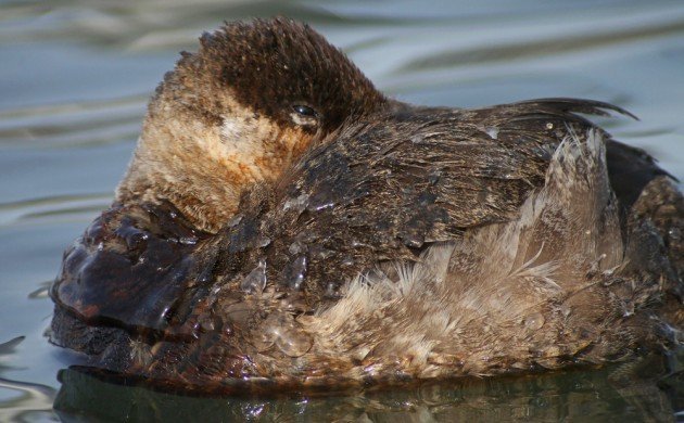 Ruddy Duck tucked up