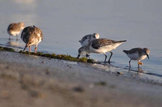 Ruddy Turnstone, Sanderlings and an a Semipalmated Sandpiper by Eveling Tavera