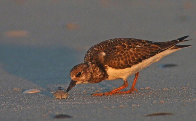 Ruddy Turnstone eating a Mole Crab