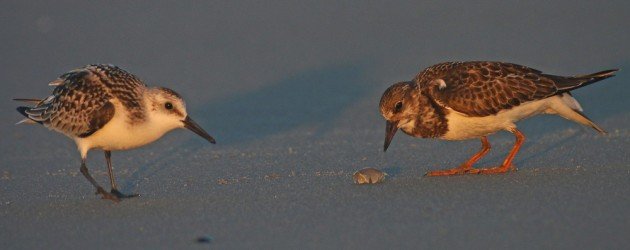 Ruddy Turnstone eating a Mole Crab with Sanderling looking on