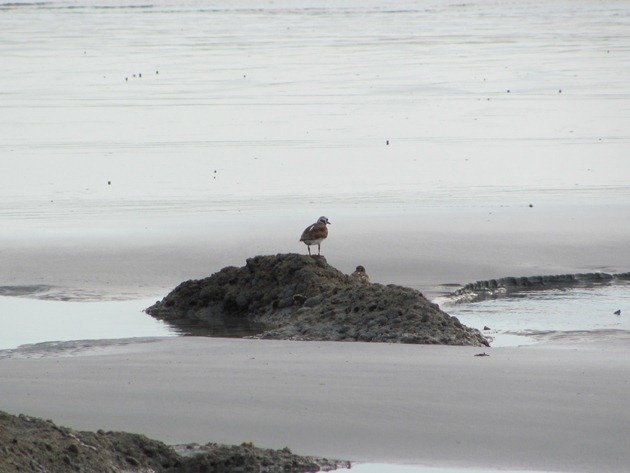 Ruddy Turnstone