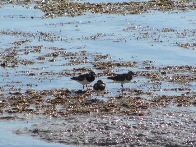 Ruddy Turnstones (2)