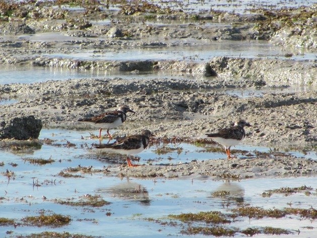 Ruddy Turnstones