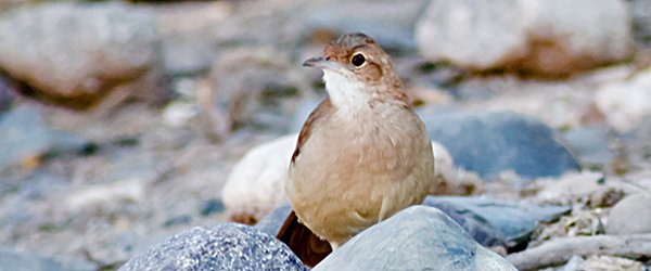 Rufous Hornero