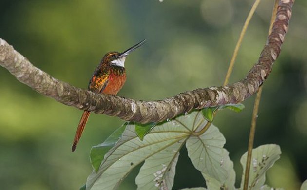 jacamar