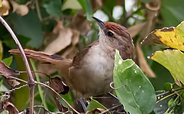 Rufous-capped Spinetail