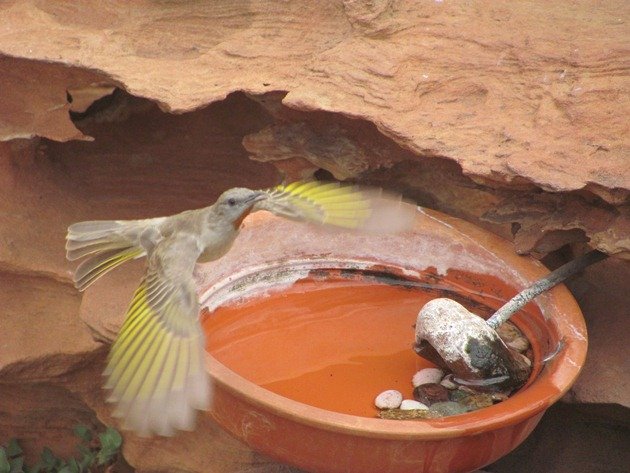 Rufous-throated Honeyeater (2)