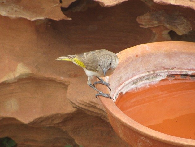 Rufous-throated Honeyeater (3)