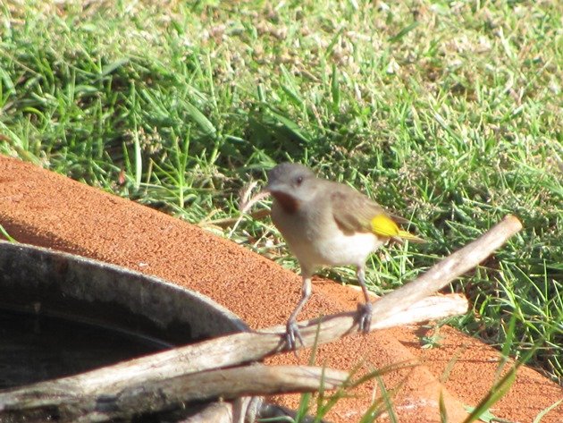 Rufous-throated Honeyeater (5)