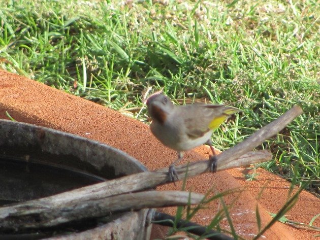 Rufous-throated Honeyeater (6)