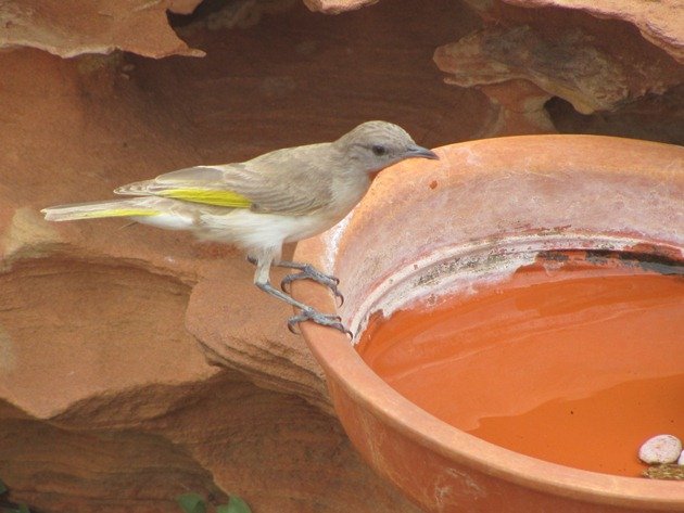 Rufous-throated Honeyeater