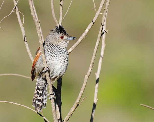 Rufous-winged Antshrike