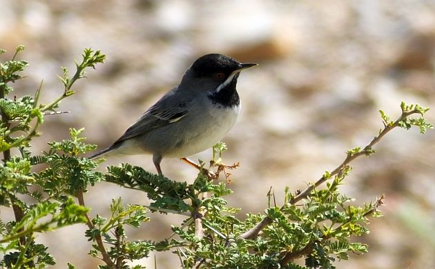 Ruppell's Warbler