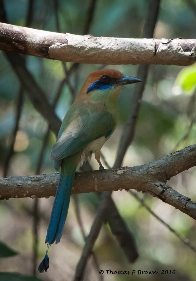 Russet-crowned Motmot 1