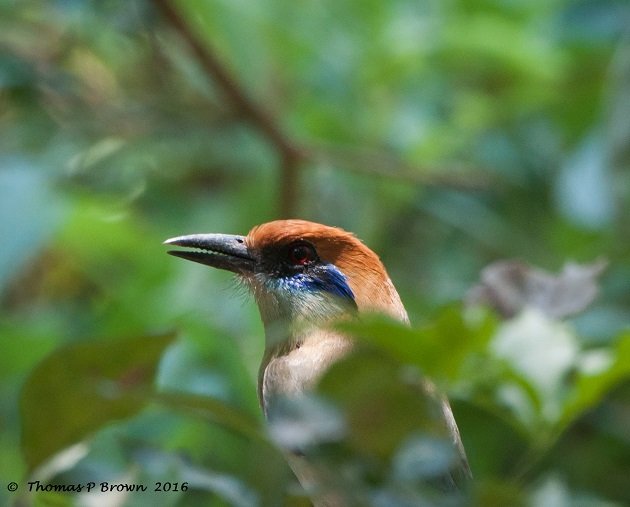 Russet-crowned Motmot 2