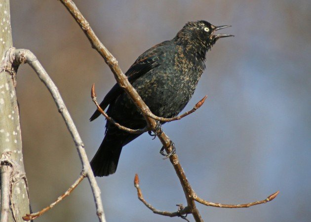 Rusty Blackbird