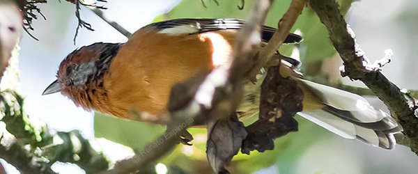 Rusty-browed Warbling-Finch