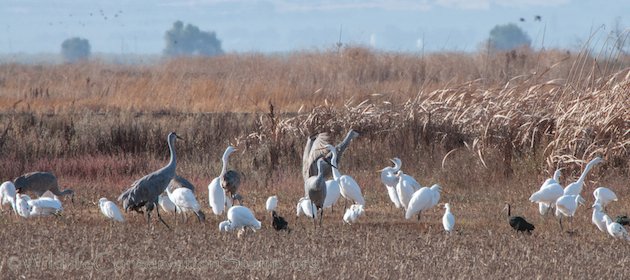 Sandhill Crane and Great Egret Standoff