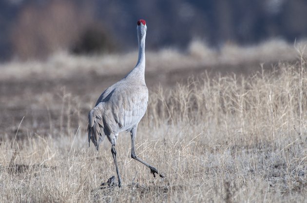 Sandhill Crane at Modoc NWR