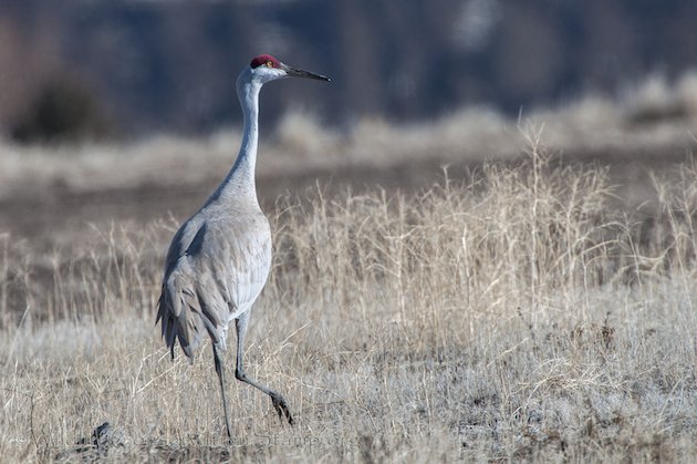 Sandhill Crane at Modoc NWR