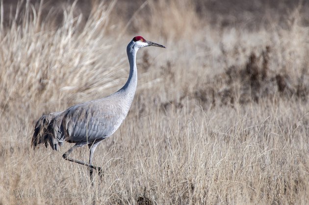 Sandhill Crane at Modoc NWR