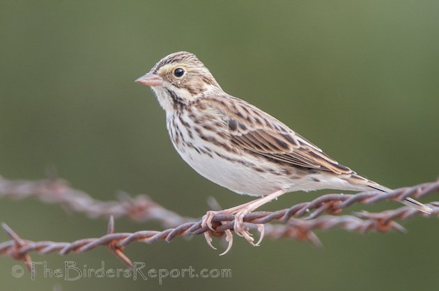 Savannah Sparrow