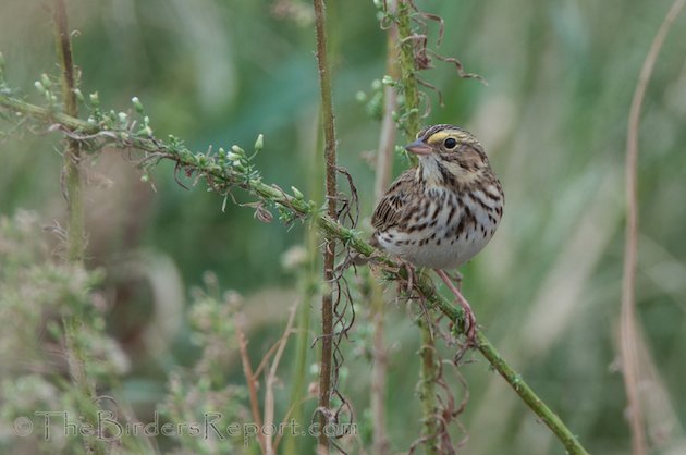 Savannah Sparrow