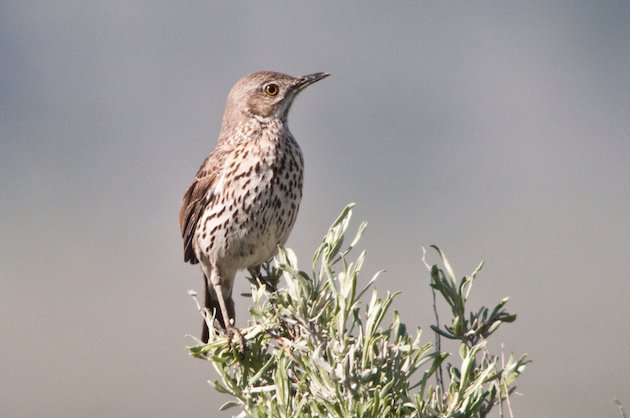 Sage Thrasher