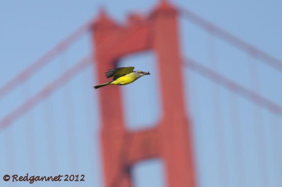 SFO 02Oct12 Tropical Kingbird 05