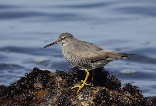 SFO 08Apr14 Wandering Tattler 03