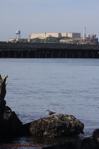 SFO 08Apr14 Wandering Tattler 04