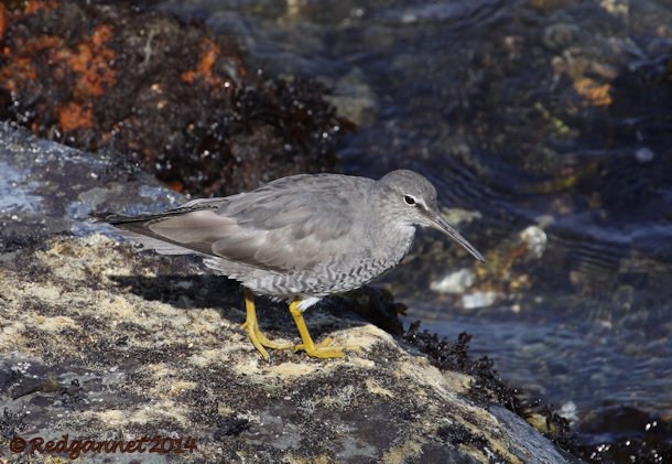 SFO 08Apr14 Wandering Tattler 06