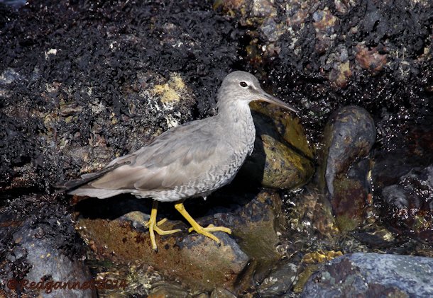 SFO 08Apr14 Wandering Tattler 12