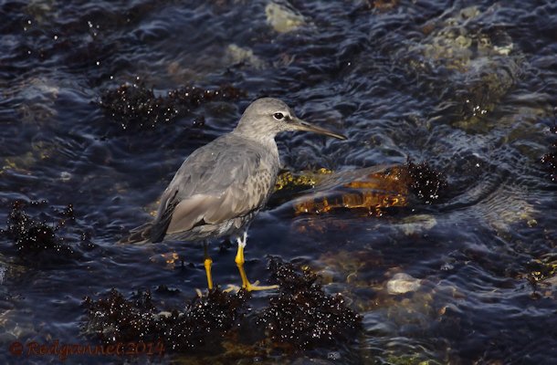 SFO 08Apr14 Wandering Tattler 18