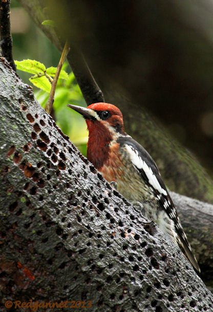 SFO 10Feb14 Red-breasted Sapsucker 03