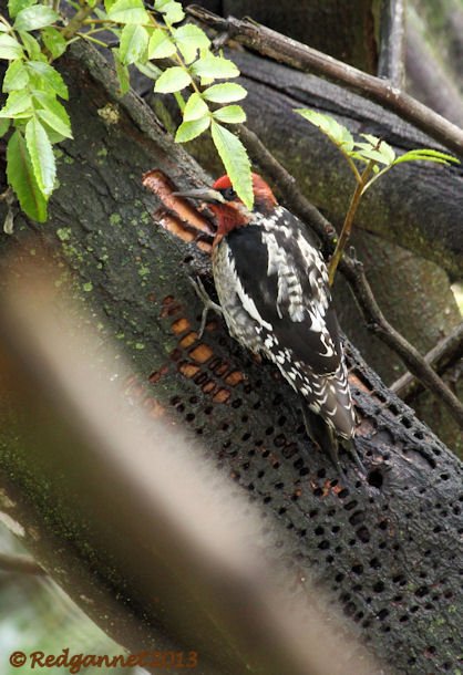 SFO 10Feb14 Red-breasted Sapsucker 08